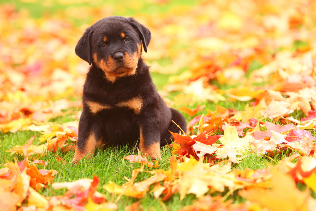 Rottweiler puppy sitting in Autumn leaves