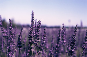 lavender